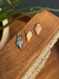 seashells